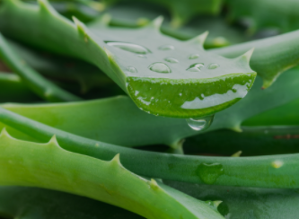 10 Effects For Aloe Vera On Your Skin
