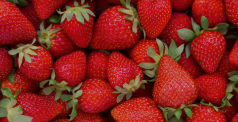 Strawberry Importing 10 Top Countries