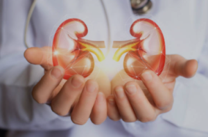 Kidneys